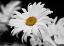 Picture of DAISY I BANDW