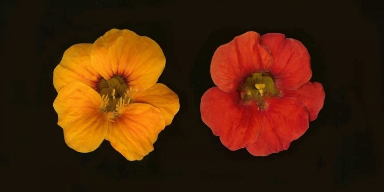 Picture of NASTURTIUMS DUET