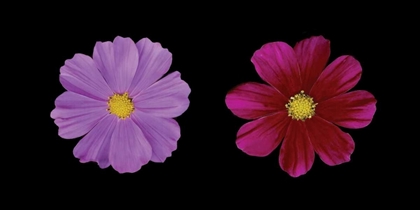 Picture of COSMOS FLOWER DUET