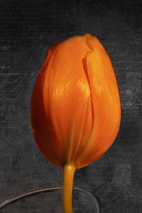 Picture of TULIP LETTER II