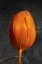 Picture of TULIP LETTER II