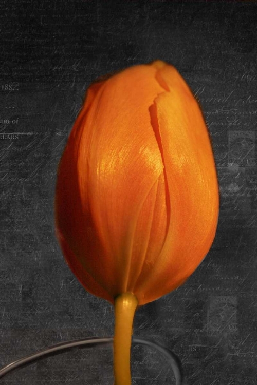 Picture of TULIP LETTER II