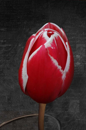 Picture of TULIP LETTER III