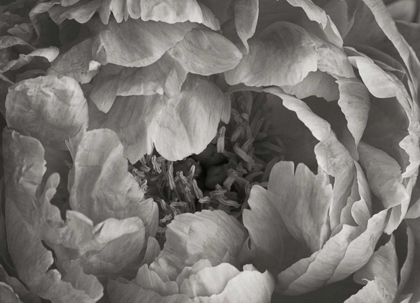Picture of FLORAL INTIMACY V