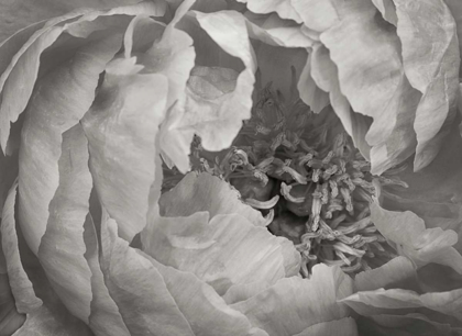 Picture of FLORAL INTIMACY VI