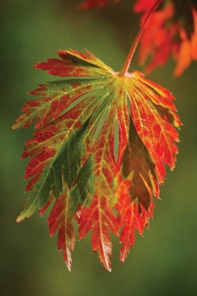 Picture of AUTUMN LEAF PARADISE I