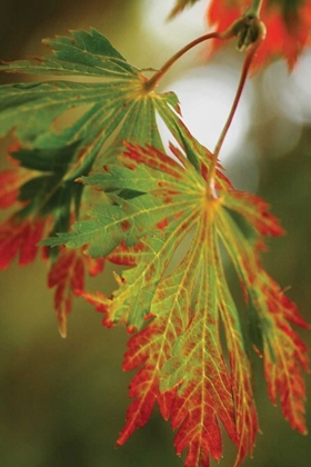 Picture of AUTUMN LEAF PARADISE II