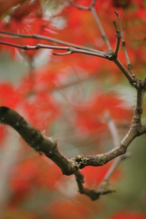 Picture of AUTUMN TREE DANCE I