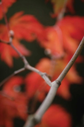 Picture of AUTUMN TREE DANCE II