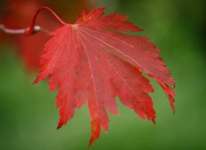 Picture of MAPLE LEAF PORTRAIT IV