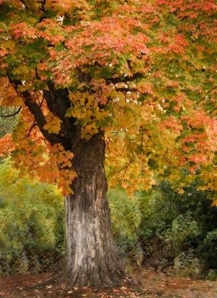 Picture of FALL MAPLE FEVER I