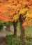 Picture of FALL MAPLE FEVER II