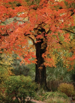 Picture of FALL MAPLE FEVER III