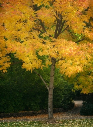 Picture of FALL MAPLE FEVER VI