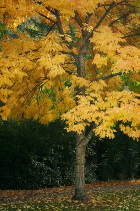 Picture of FALL MAPLE FEVER VII