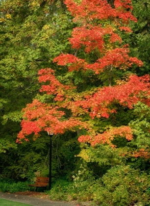 Picture of FALL MAPLE FEVER VIII