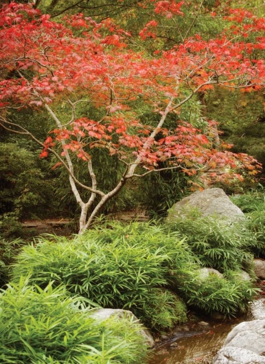 Picture of JAPANESE PARK I