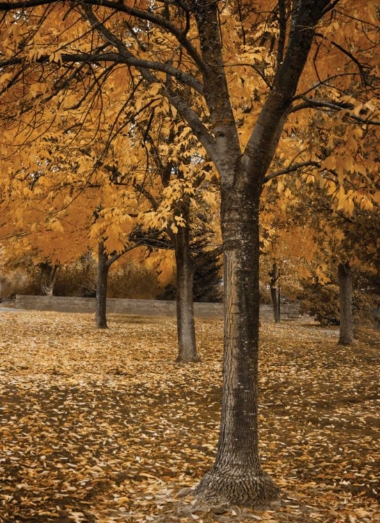 Picture of FALL TREE GROVE I