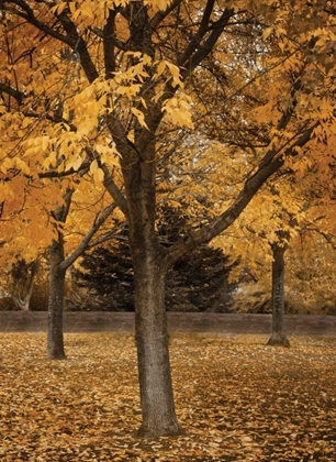 Picture of FALL TREE GROVE II