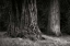 Picture of ANCIENT FOREST IV BANDW