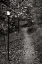 Picture of AUTUMN PATH I BANDW