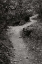 Picture of AUTUMN PATH II BANDW