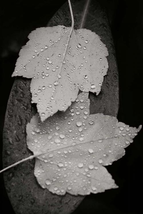 Picture of WATER LEAF I BANDW