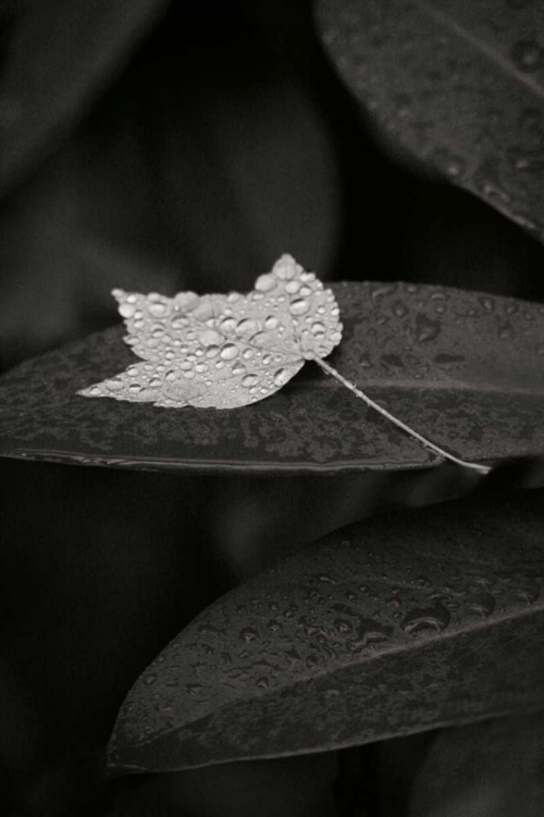 Picture of WATER LEAF II BANDW