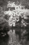 Picture of AUTUMN REFLECTIONS I BANDW