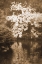 Picture of AUTUMN REFLECTIONS I