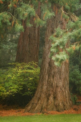 Picture of ANCIENT FOREST I