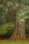 Picture of ANCIENT FOREST I