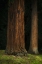Picture of ANCIENT FOREST II