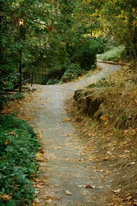 Picture of AUTUMN PATH II