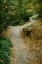 Picture of AUTUMN PATH II