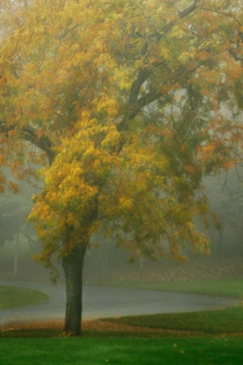 Picture of COLORS IN THE MIST V