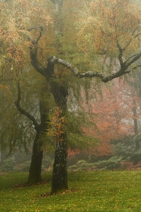 Picture of COLORS IN THE MIST VI
