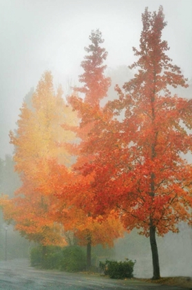 Picture of COLORS IN THE MIST I
