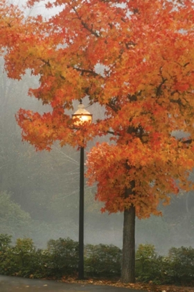 Picture of COLORS IN THE MIST II