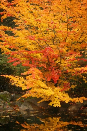 Picture of FALL BOUQUET I