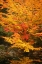 Picture of FALL BOUQUET I
