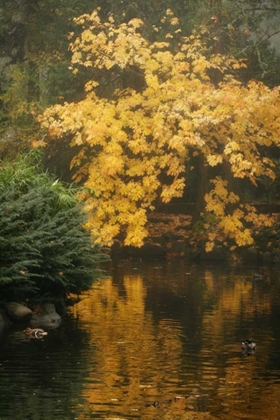 Picture of AUTUMN REFLECTIONS I