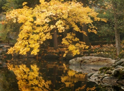Picture of AUTUMN REFLECTIONS II