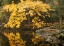 Picture of AUTUMN REFLECTIONS II