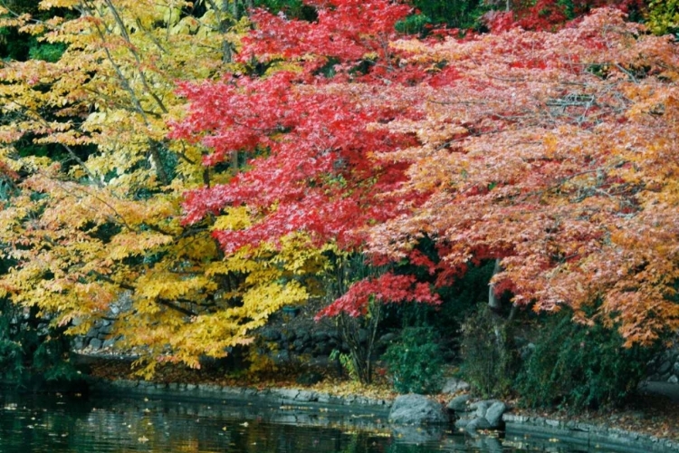 Picture of AUTUMN TRIO I