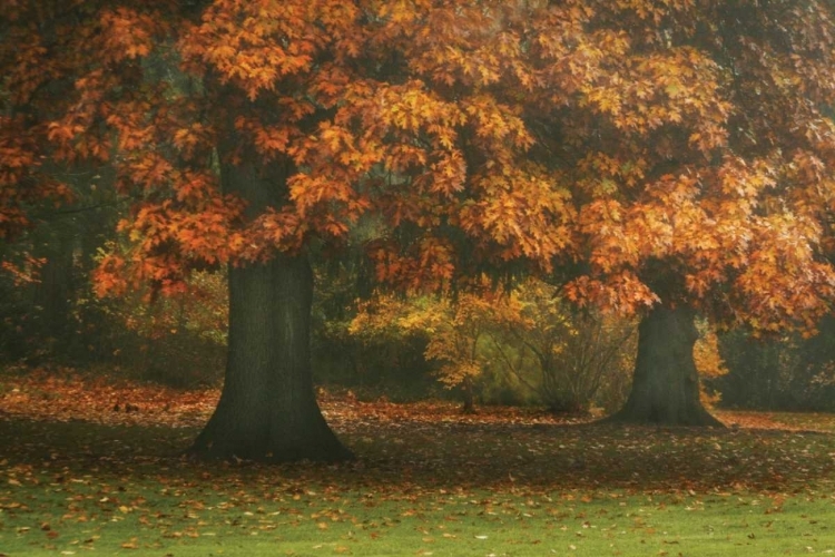 Picture of RED OAK DUO I