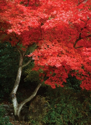 Picture of MAPLE BEAUTY I