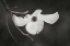 Picture of DOGWOOD DELICACY I BANDW