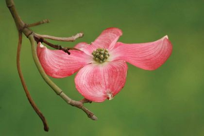 Picture of DOGWOOD DELICACY I