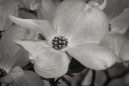 Picture of DOGWOOD DELICACY IV BANDW